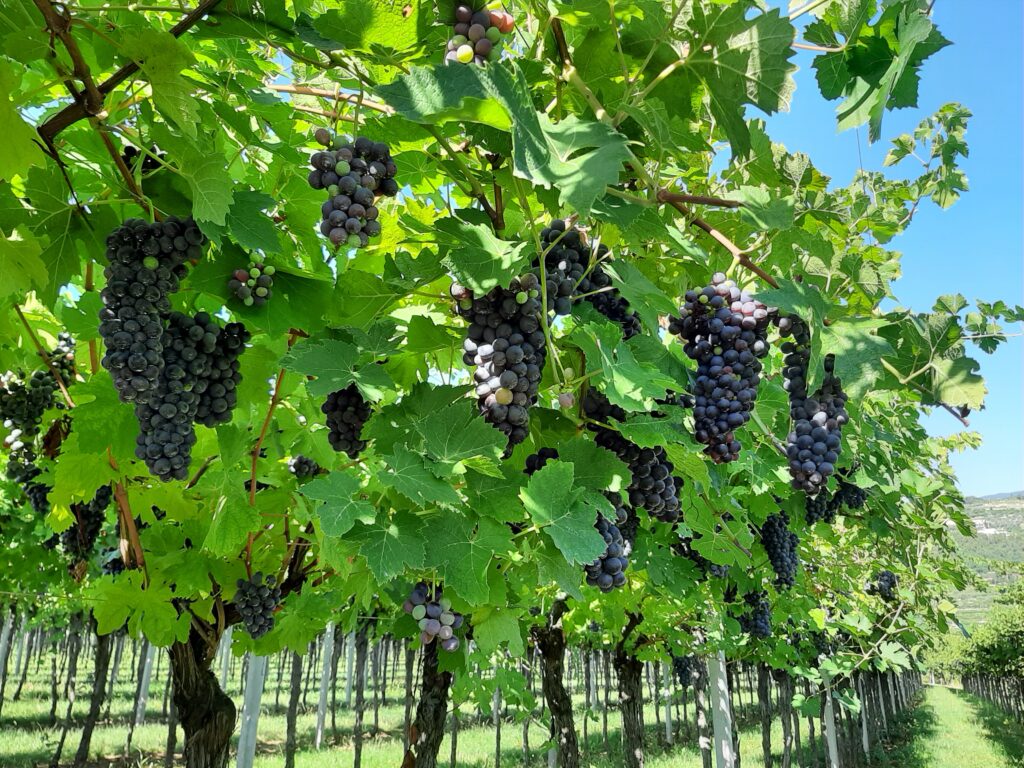 Vigneti